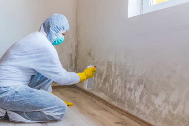 Licensed Mold Remediation service in Hamburg, NJ - WQB Mold Removal